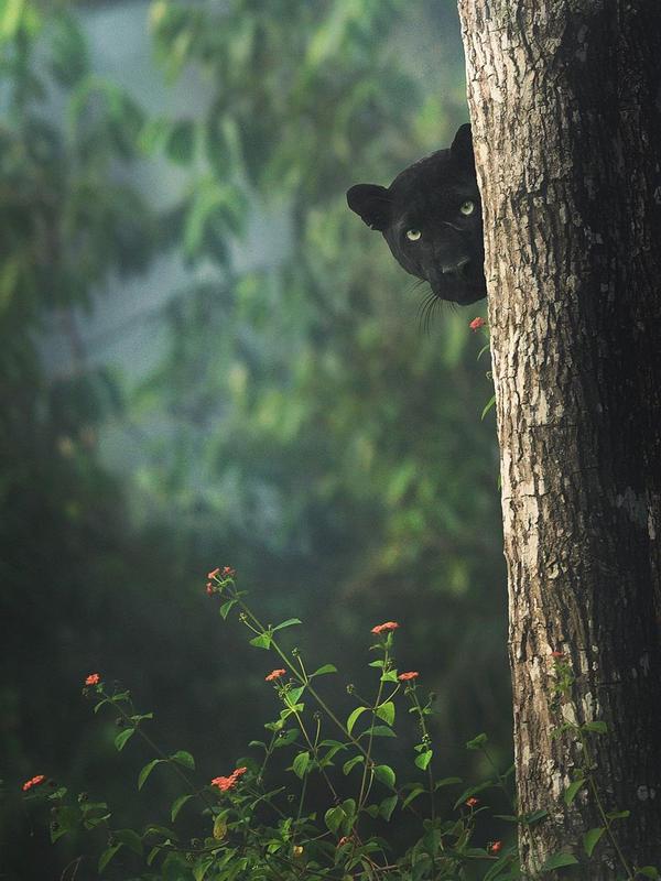 Seekor macan kumbang tertangkap kamera. Sumber: Instagram/ @shaazjung