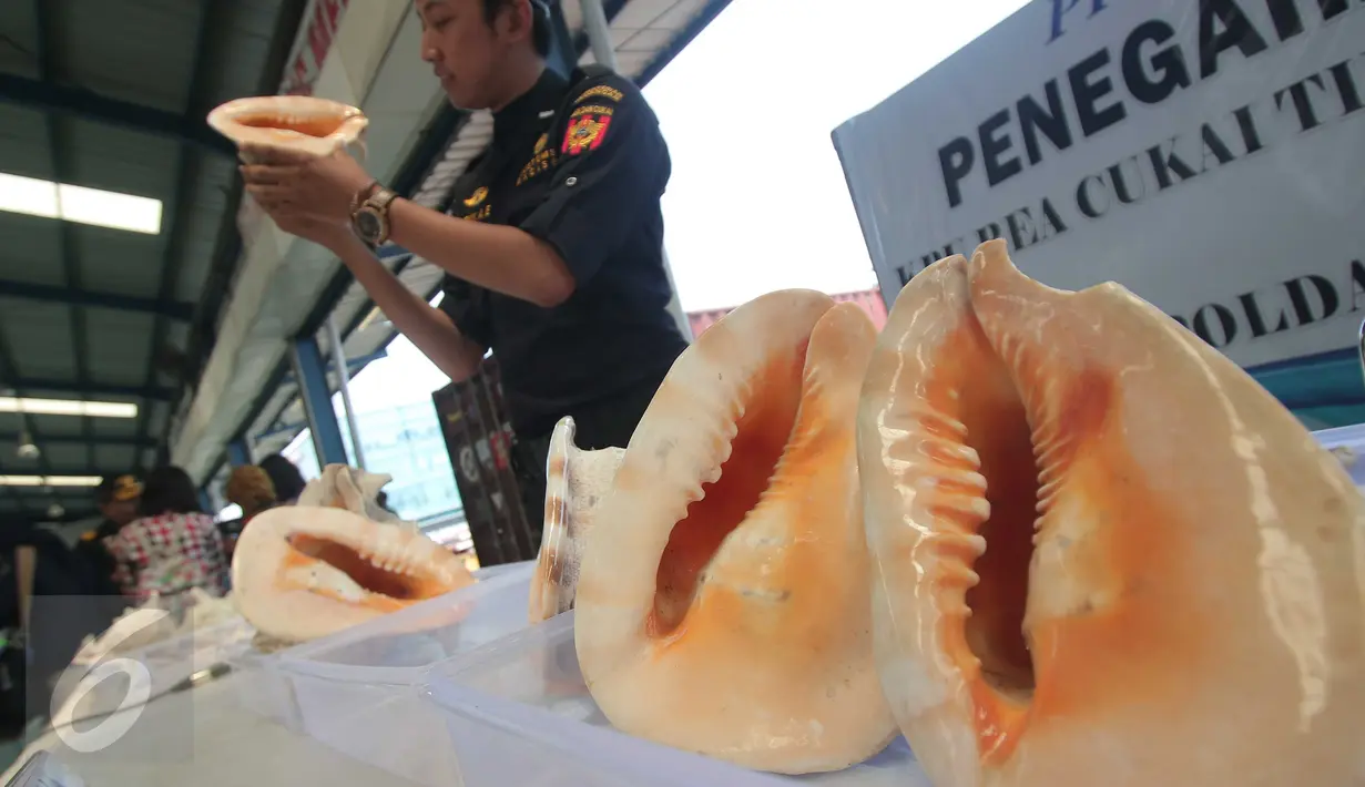 Fosil satwa dilindungi jenis kerang kepala kambing yang diamankan petugas Bea Cukai di Tanjung Priok, Jakarta, Kamis (18/2). Barang bukti kerang kepala kambing sebanyak 4.268 pieces itu diperkirakan senilai Rp 5,3 M. (Liputan6.com/Angga Yuniar)
