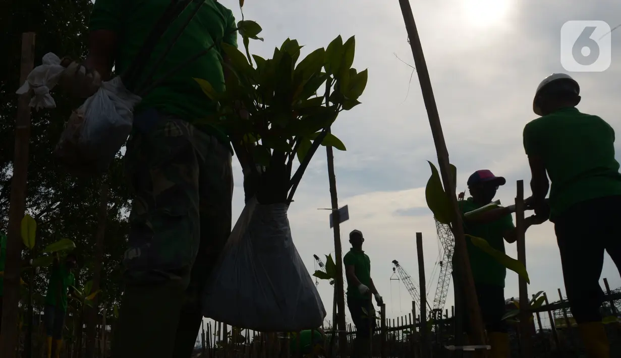 Pekerja melakukan penanam bibit Mangrove jenis Rhizopora Mucronata di Kawasan PT Karya Citra Nusantara  (KCN) Marunda, Cilincing Jakarta Jumat (3/6/2022). Sepanjang 1100 meter tahap dua untuk menanam mangrove di kawasan tersebut, sebagai komitmen kepedulian terhadap lingkungan laut terutama pesisir Utara Jakarta. (merdeka.com/Imam Buhori)