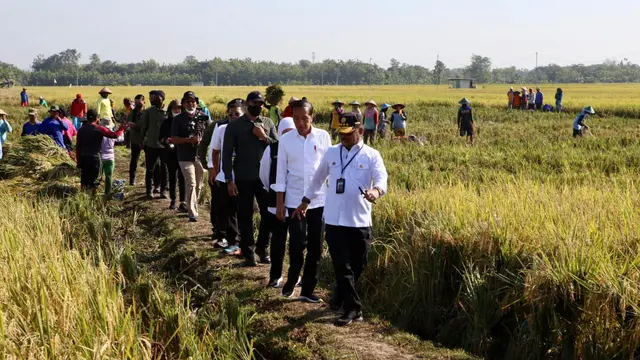Presiden Jokowi didampingi Menteri Pertanian Syahrul Yasin Limpo (Mentan SYL) melakukan panen raya padi di Kabupaten Ngawi