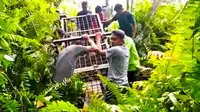 Petugas membawa box trap atau kandang jebak untuk mengevakuasi harimau sumatra dari Desa Teluk Lanus, Kabupaten Siak. (Liputan6.com/Dok BBKSDA Riau)