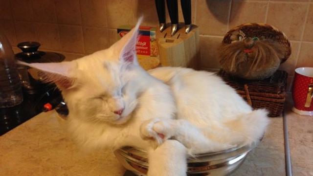 10 Pose Kucing Tidur di Tempat Tak Semestinya Ini Bikin Heran