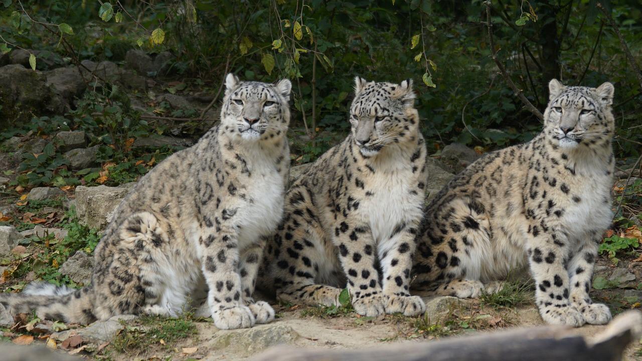 Ilustrasi tiga macan tutul