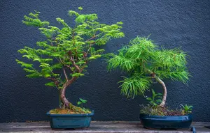 5 Tanaman Hias yang Bentuknya Mirip Miniatur Pohon di Rumah, Hidupkan Suasana