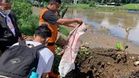 Cara Tak Biasa Atasi Ledakan Ikan Sapu-Sapu, Kenapa Harus Dikubur?