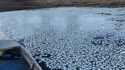 Ikan-ikan mati mengambang di sungai Darling di Menindee, wilayah timur Australia yang dihantam kekeringan hebat, Selasa (29/1). Diperkirakan ratusan ribu ekor ikan mati itu akibat ganggang yang menghilangkan oksigen dari air. (ROBERT GREGORY / AFP)