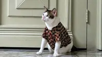 Bobby Kertanegara Si Kucing Presiden Meriahkan Petfest Indonesia 2025