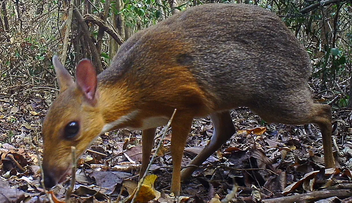 Hewan yang menyerupai perpaduan tikus dan rusa berhasil direkam di sebuah kawasan hutan di tenggara Vietnam. (GLOBAL WILDLIFE CONSERVATION / SOUTHERN INSTITUTE OF ECOLOGY / LEIBNIZ INSTITUTE FOR ZOO AND WILDLIFE RESEARCH / NCNP / AFP)