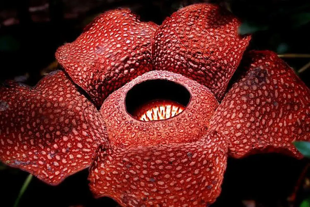 20160310-Bunga Rafflesia