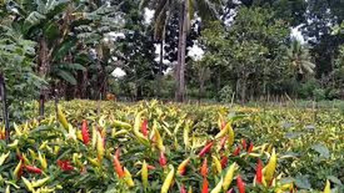 7 Jenis Tanaman Sayur Tahan Panas Khas Gurun, Tetap Segar Meski di Lahan Kering