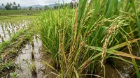 Cara Ampuh Kenali Tanda Awal Serangan Hama Padi dan Solusinya agar Panen Tetap Aman