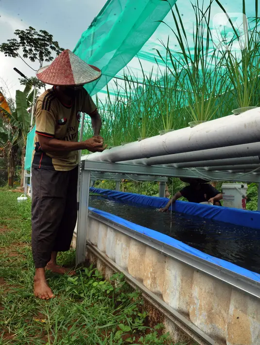 Warga merawat tanaman padi IR 64 dengan menerapkan teknologi hidroganik di RW 012, Pengasinan, Depok, Jawa Barat, Senin (15/2/2021). Teknologi hidroganik diterapkan pada lahan fasos yang terbengkalai sebagai langkah awal ketahanan pangan di masa pandemi. (merdeka.com/Arie Basuki)