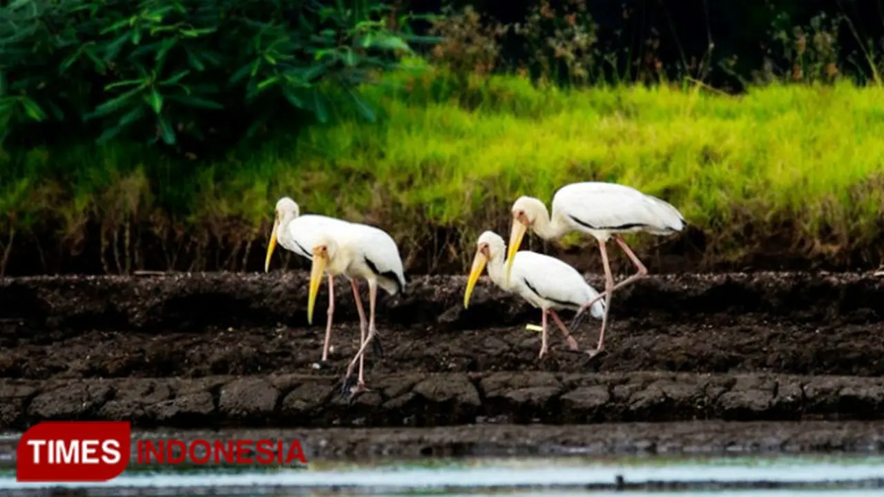 Mycteria Cinereadi, Burung Langka yang Terdeteksi di Pesisir Probolinggo