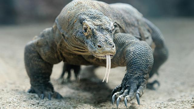 Begini Komodo di Kebun Binatang Surabaya Makan Besar