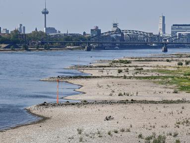 Penampakan tepian sungai mengering akibat kemarau panjang di sungai Rhine yang paling penting di Jerman, di Cologne pada 27 April 2020. April tahun ini adalah salah satu bulan terkering dan berimbas kepada petani dan industri. (AP/Martin Meissner)