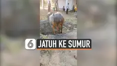 SAPI JATUH