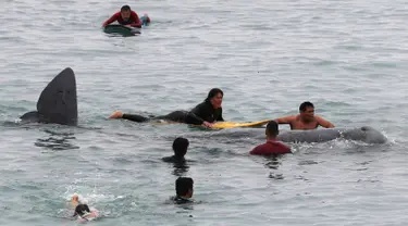 Peselancar membantu paus sperma terluka yang terdampar di perairan San Bartolo, Peru, Selasa (20/8/2019). Paus sperma muda dengan panjang sekitar empat meter tersebut terdampar sejak pagi hari. (AP Photo/Martin Mejia)