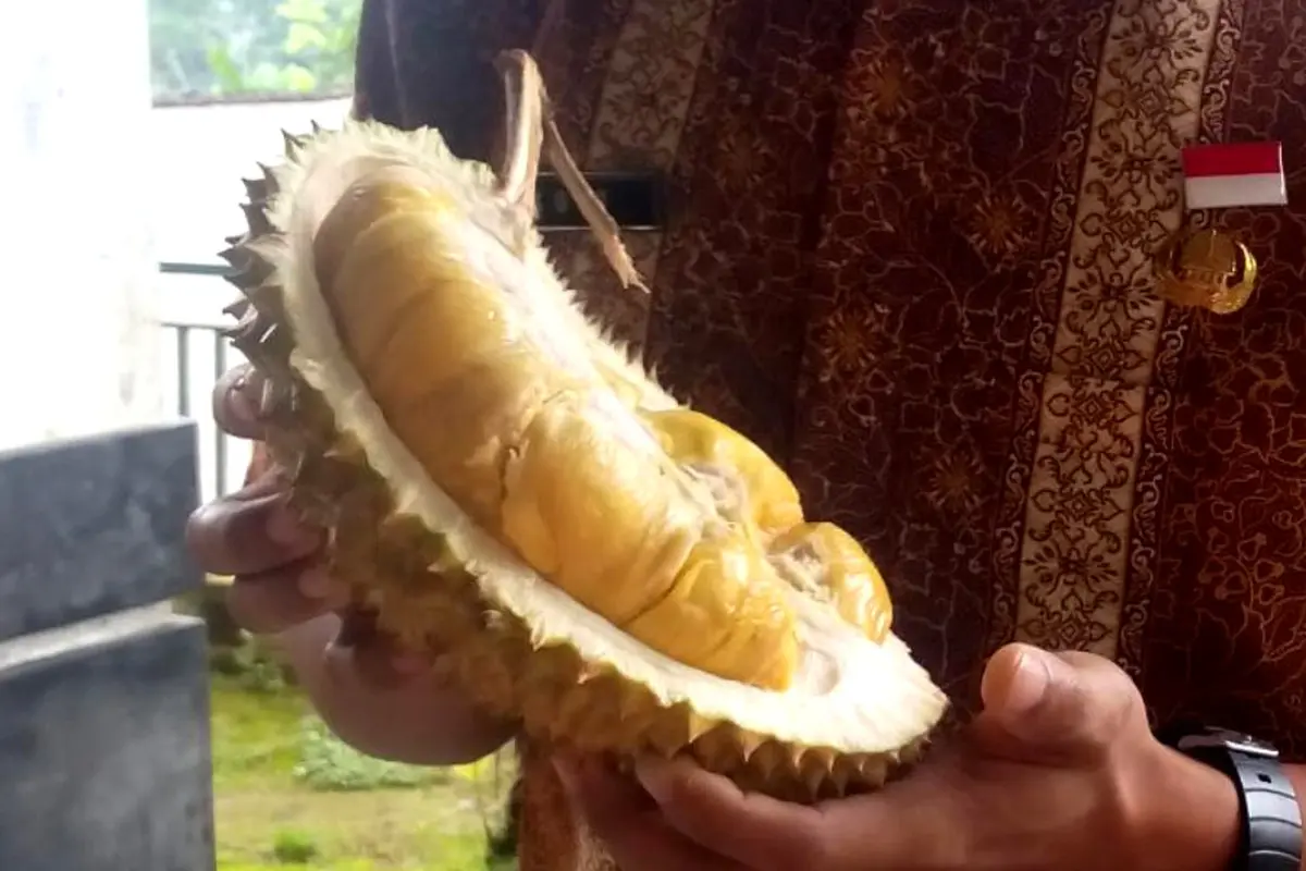 Penampakan durian Sirouf, jawara kontes durian asal Dusun Ndirun, Banjarnegara. (Foto: Liputan6.com/Muhamad Ridlo)
