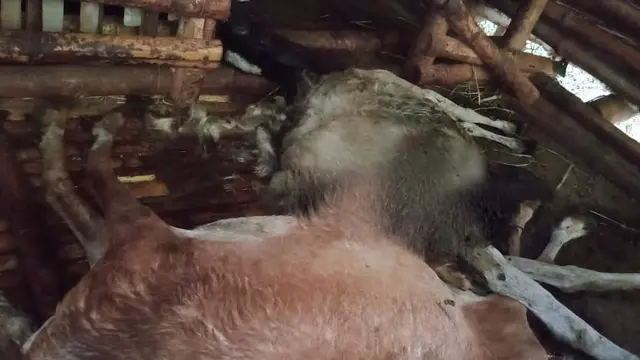Kambing Mati Misterius