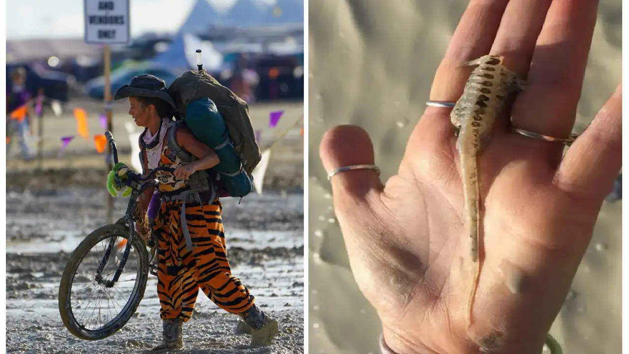 Ribuan Udang Bermata Tiga Menetas Di Kaki Para Peserta Burning Man