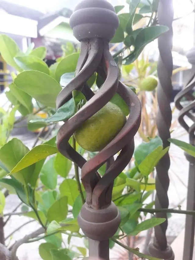 6 Momen Langka Buah Tumbuh di Tempat Tak Terduga, Bikin Heran