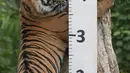 Mereka juga menggunakan tongkat pengukur beraroma kari untuk membujuk harimau Sumatra agar berbaring. (AP Photo/Kirsty Wigglesworth)