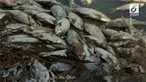 Gelombang panas yang terjadi diduga menjadi pemicu matinya jutaan ikan di Australia.