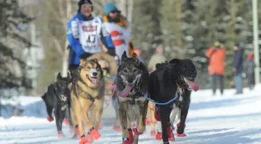 Penggembala Iditarod, Mishi Konno dan gerombolan anjingnya mengikuti perlombaan kereta luncur anjing Trail Iditarod di Anchorage, Alaska, 2 Maret 2019. Perlombaan tahunan itu diadakan dengan menempuh jarak sejauh 1.609 km ke kota Nome (AP/Michael Dinneen)