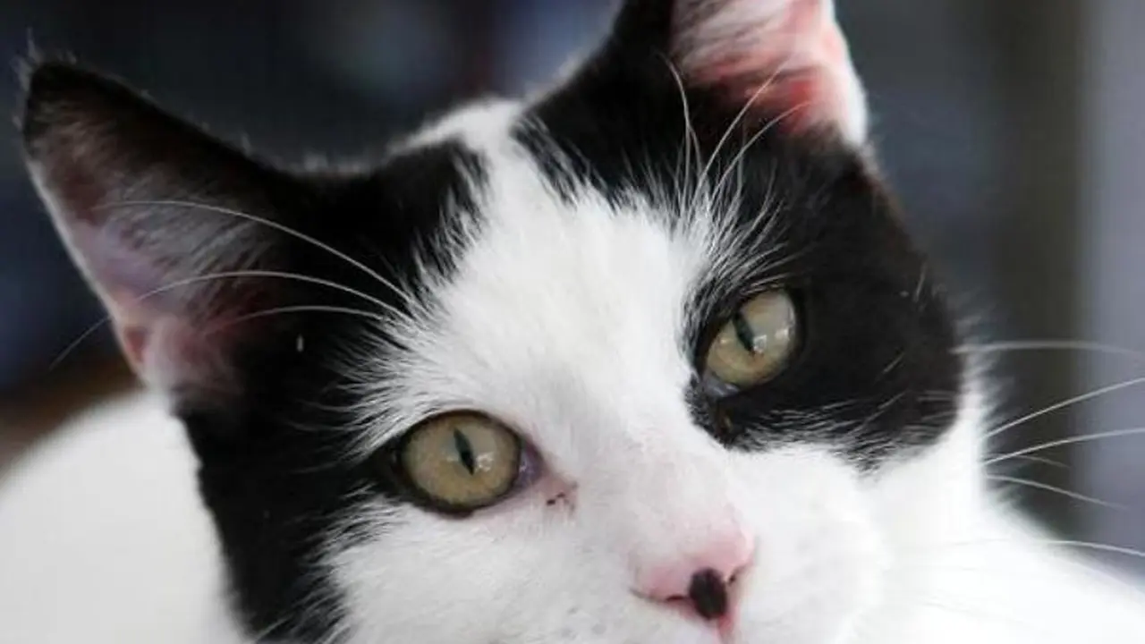 Kisah Tiga Induk Kucing yang Melawan Maut Demi Anak-anaknya