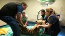 Harimau Bengal usai menjalani operasi mata ringan di Rumah Sakit Universitas Kedokteran Hewan, Sydney, Australia, Rabu (16/11). Harimau ini dioperasi untuk memperbaiki kelainan pada matanya yang juling. (AFP Photo/Toby Zerna)