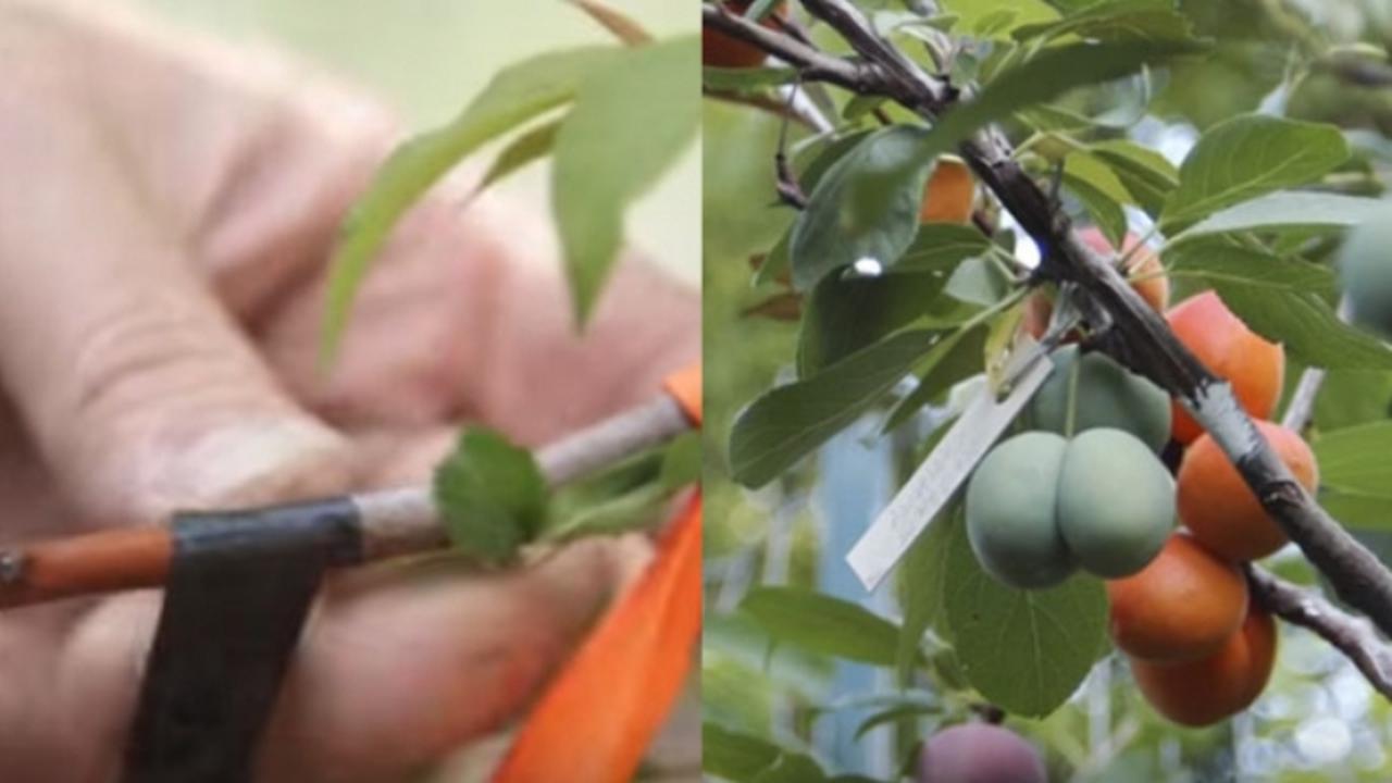 Satu Pohon Bisa Tumbuh 40 Jenis Buah yang Berbeda, Begini Caranya