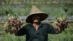 Seorang petani menunjukkan bawang saat panen di sebuah peternakan di Pekan Bada, dekat Banda Aceh (22/1/2020). Petani di daerah itu menyatakan panen bawang saat ini menguntungkan petani karena bersamaan dengan naiknya harga komoditas tersebut. (AFP Photo/Chaideer Mahyuddin)