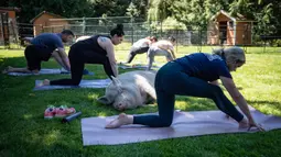 Seekor babi berperut buncit bersantai di rumput ketika orang-orang berpartisipasi dalam sesi yoga dengan babi selama penggalangan dana amal di The Happy Herd Farm Sanctuary, di British Columbia, Kanada, 26 Juli 2020. (Darryl Dyck/The Canadian Press via AP)