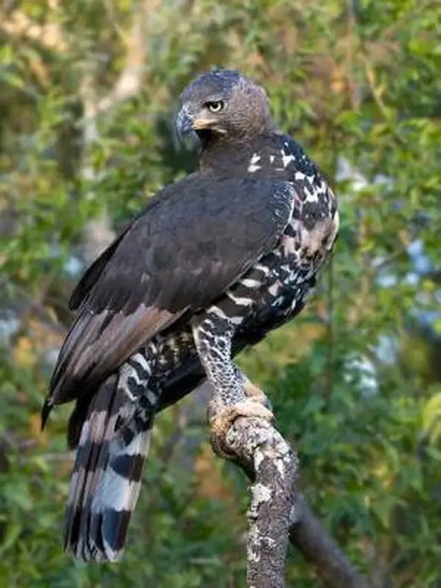7 Burung Paling Mematikan di Dunia, Ternyata Ada yang Punya Racun