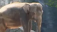 VIDEO: Meski Jinak, 2 Sifat Gajah Ini Perlu Diwaspadai 