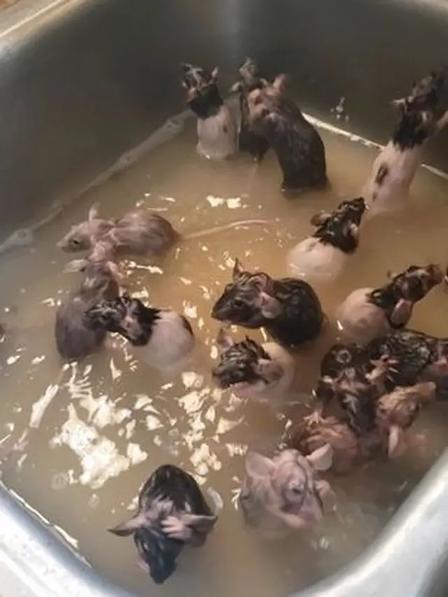 Wanita Pelihara Tikus