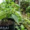 Cara Menghilangkan Kutu Daun Cabe agar Tanaman Kembali Sehat dan Subur