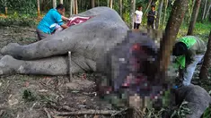 Sejumlah petugas bersama aktivis WWF melakukan otopsi gajah yang mati ditangan pemburu di Kabupaten Bengkalis, Riau, Rabu (11/2/2015).(Antara Foto/Wahyudie)