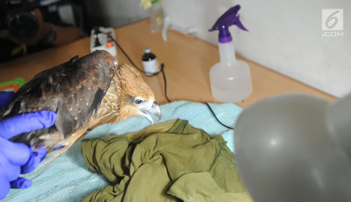 Dokter hewan yang juga aktivis ASTI mengambil sampel darah Elang Bondol (Haliastur indus) yang merupakan hasil sitaan dari warga di tempat Pusat Transit Satwa Gadog ASTi, Bogor, Senin (11/3). (merdeka.com/arie basuki)