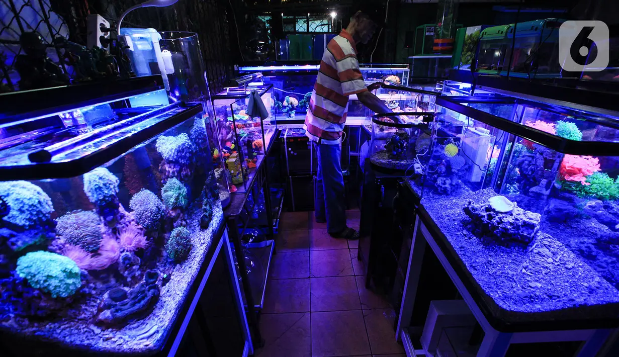 Suasana sepi pasar penjualan ikan hias di kawasan Sumenep, Menteng, Jakarta, Selasa (8/12/2020). BPS mencatat ekspor ikan hias Indonesia pada kuartal I 2020 anjlok 24,7 persen atau hanya US$6,41 juta yang membuat pedagang tetap bertahan di tengah hantaman pandemi COVID-19. (merdeka.com/Imam Buhori)