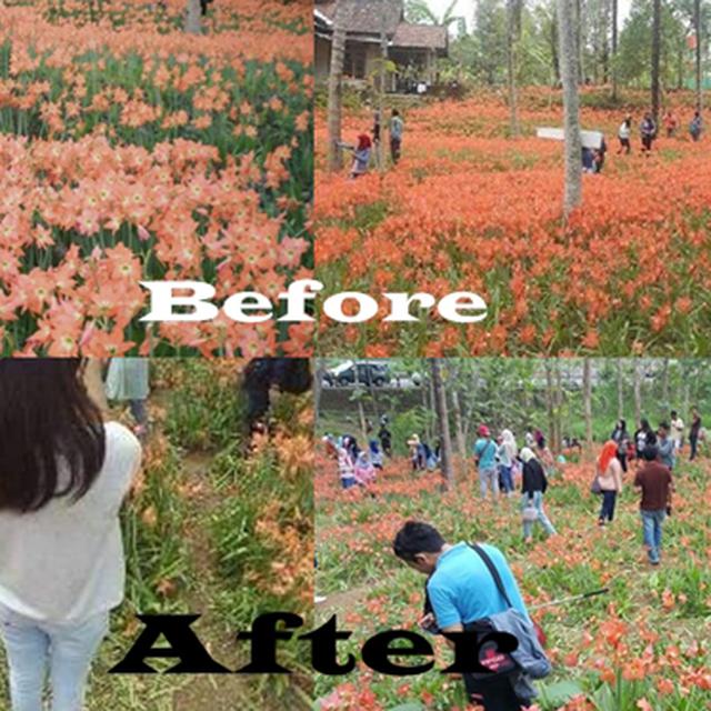 Gara Gara Pengunjung Selfie Taman Bunga Amaryllis Rusak Parah Citizen6 Liputan6 Com