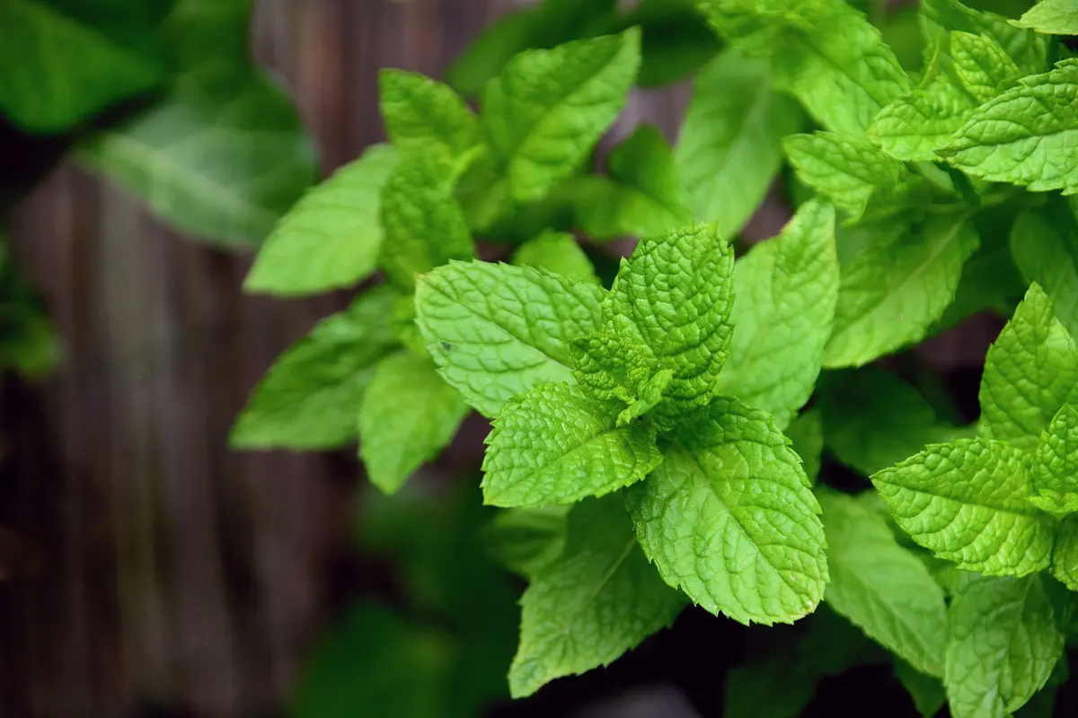 Ilustrasi daun mint