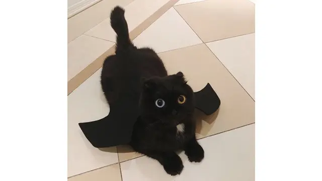 Lain Dari Biasanya, Kucing Ini Miliki Dua Warna Mata yang Berbeda