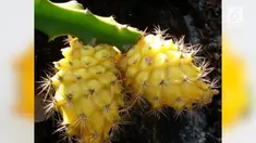 Jika biasanya kulit buah naga berwarna merah, buah naga jenis ini memiliki kulit kuning dan daging buah berwarna putih.