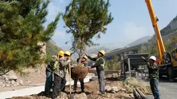 Para pekerja sedang menanam pohon untuk gelaran Olimpiade Musim Dingin Beijing 2022 di Distrik Yanqing, Beijing, ibu kota China (28/9/2020). (Xinhua/Zhang Chenlin)