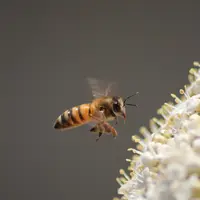 ilustrasi mimpi dikejar lebah/Oktay Yildiz/unsplash