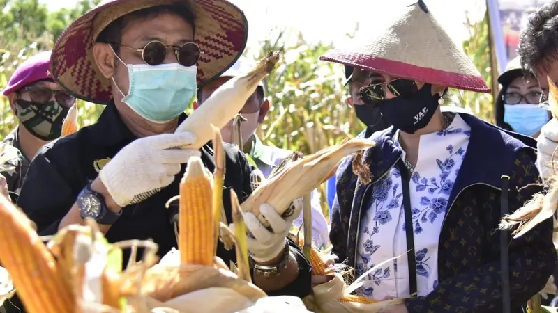 Menteri Pertanian Syahrul Yasin Limpo di kegiatan tanam sekaligus panen integrasi kedelai-kelapa dan panen jagung di Desa Tontalete, Kecamatan Kema, Kabupaten Minahasa Utara (Minut), Minggu (30/8/2020). (Dok Kementan)