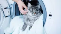Nampak Cuek Bisa jadi Bukti Keterikatan Emosi Kucing dengan Sang Pemilik