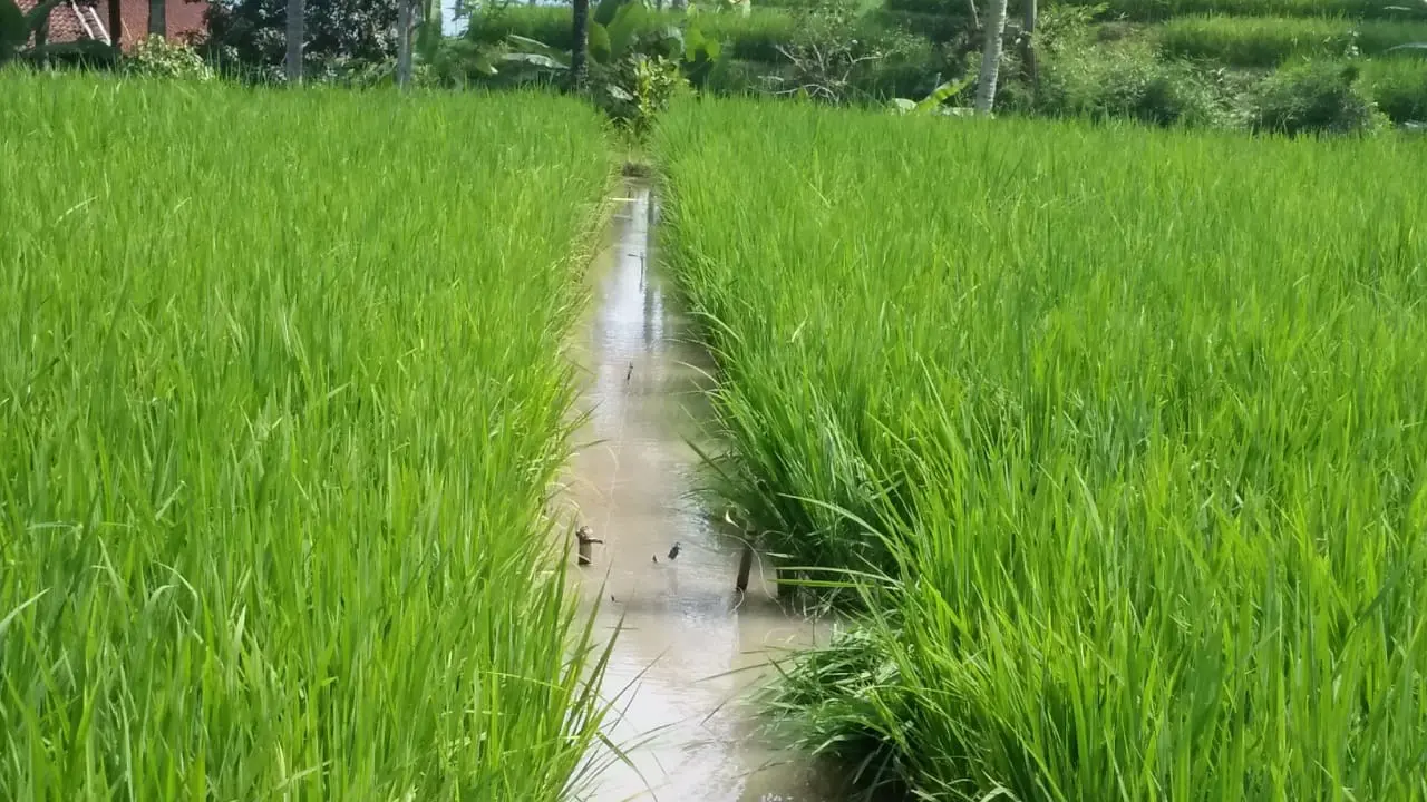 Petani Garut Tewas Tersengat Listrik Jebakannya Sendiri