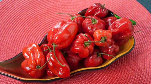 Cabai Gendot (Red Savina Habanero)